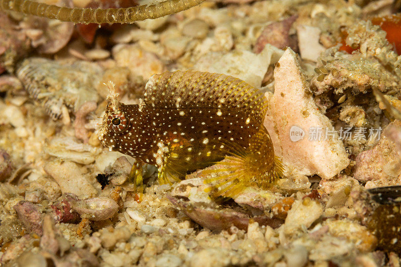 星空Blenny Salarias ramosus, Triton湾，西巴布亚省，印度尼西亚